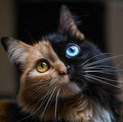 chimera.jpg
