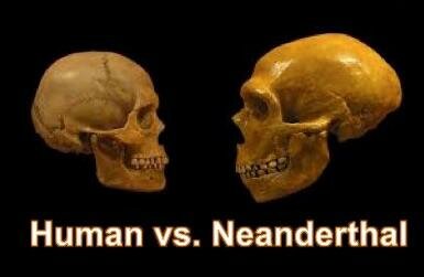 ネアンデルタール人の頭蓋骨